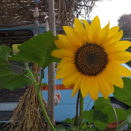 Camping Sunshine Van *